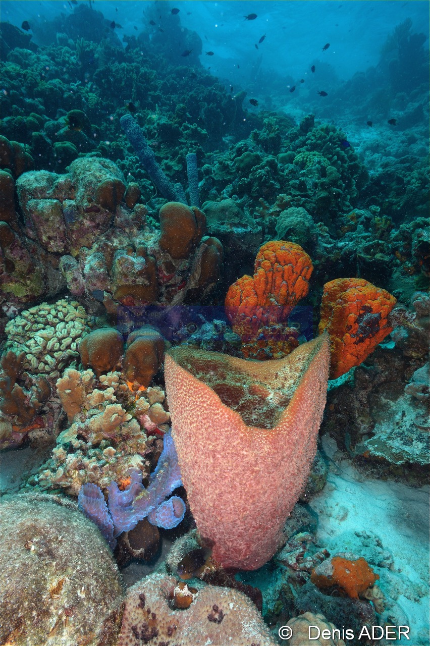 Callyspongia plicifera Verongula gigantea-Agelas-clathrodes Bonaire Nearest point-14m-20180221-Denis-ADER-DSC_7299_tn.jpg